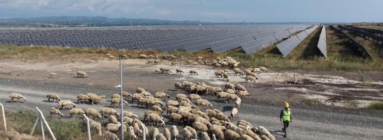 IC Enterra Yenilenebilir Enerji  Erzin-2 GES’te "Güneş Otlatma" Dönemini Başlattı
